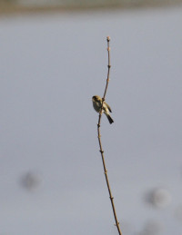 RSPB Pulborough Brooks